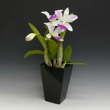 �ڲ֤ʤ����� ���ȥ쥢 ������ �ƥե�ᥢ���ʥߡ� C.(Lc.)Dakao ��Flamea Enami�� ���ۼ� ˧�ᤢ�� 3��ȭ 30cm ���֥�����(BS)