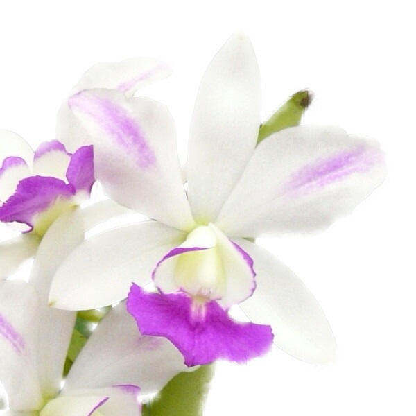 �ڲ֤ʤ����� ���ȥ쥢 ������ �ƥե�ᥢ���ʥߡ� C.(Lc.)Dakao ��Flamea Enami�� ���ۼ� ˧�ᤢ�� 3��ȭ 30cm ���֥�����(BS)