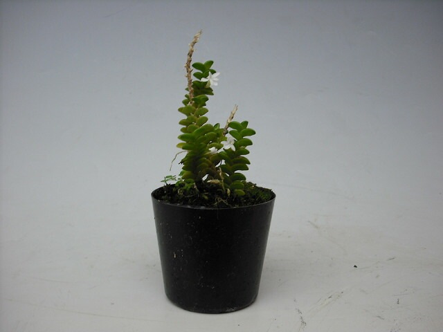 ڲ֤ʤ 󥰥쥫 ǥƥ Angcm.disticum  2.5ȭ 10cm ֥(BS)