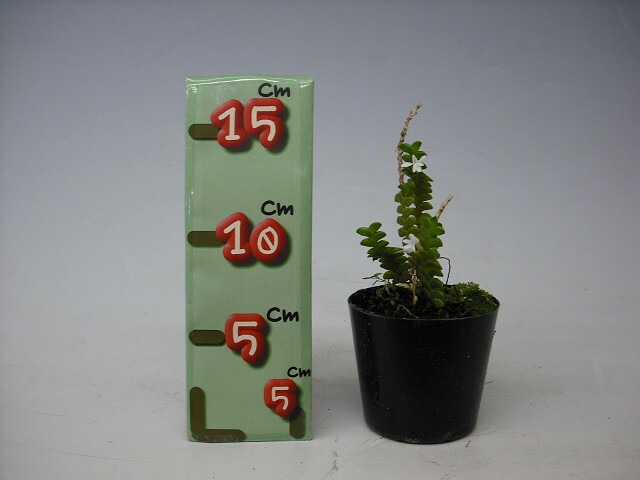 ڲ֤ʤ 󥰥쥫 ǥƥ Angcm.disticum  2.5ȭ 10cm ֥(BS)