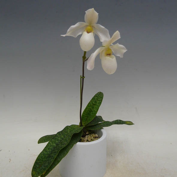 �ڲ֤ʤ����� �ѥե����ڥǥ���� �ǥѡ��� Paph.Depale ���ۼ� 3��ȭ 30cm ���֥�����(BS)