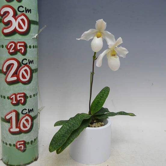 �ڲ֤ʤ����� �ѥե����ڥǥ���� �ǥѡ��� Paph.Depale ���ۼ� 3��ȭ 30cm ���֥�����(BS)