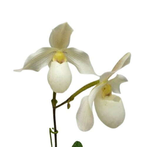 �ڲ֤ʤ����� �ѥե����ڥǥ���� �ǥѡ��� Paph.Depale ���ۼ� 3��ȭ 30cm ���֥�����(BS)