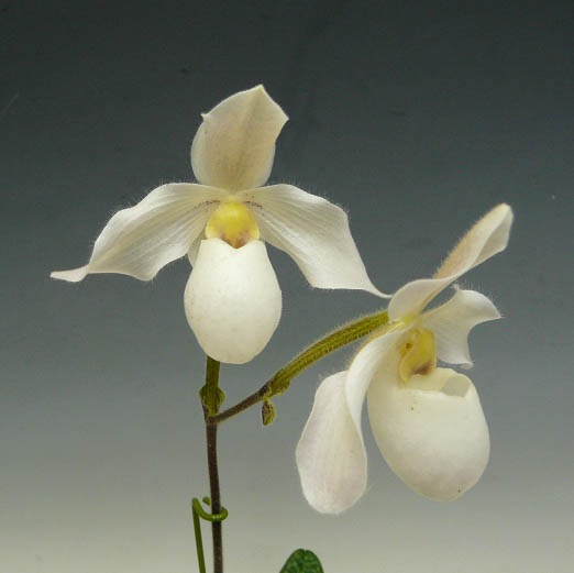 �ڲ֤ʤ����� �ѥե����ڥǥ���� �ǥѡ��� Paph.Depale ���ۼ� 3��ȭ 30cm ���֥�����(BS)