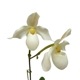 �ڲ֤ʤ����� �ѥե����ڥǥ���� �ǥѡ��� Paph.Depale ���ۼ� 3��ȭ 30cm ���֥�����(BS)