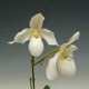 �ڲ֤ʤ����� �ѥե����ڥǥ���� �ǥѡ��� Paph.Depale ���ۼ� 3��ȭ 30cm ���֥�����(BS)
