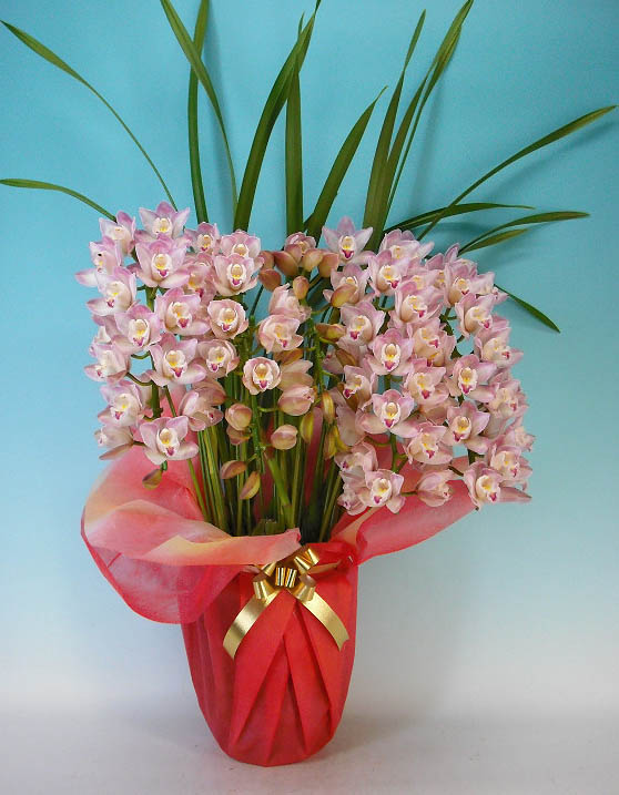 1_016002000011.jpg?1733959255