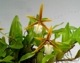 �ڲ֤ʤ����� �ǥ��ͥ� �ݥ�֥�ܥ� Dinema polybulbon ���� 2.5��ȭ 15cm ���֥�����(BS)