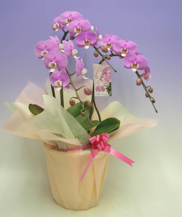 ��ĳ�� ������ ����ȥ쥢 �ۤΤ� �ԥ������å� 3��Ω�� 30�ذʾ�