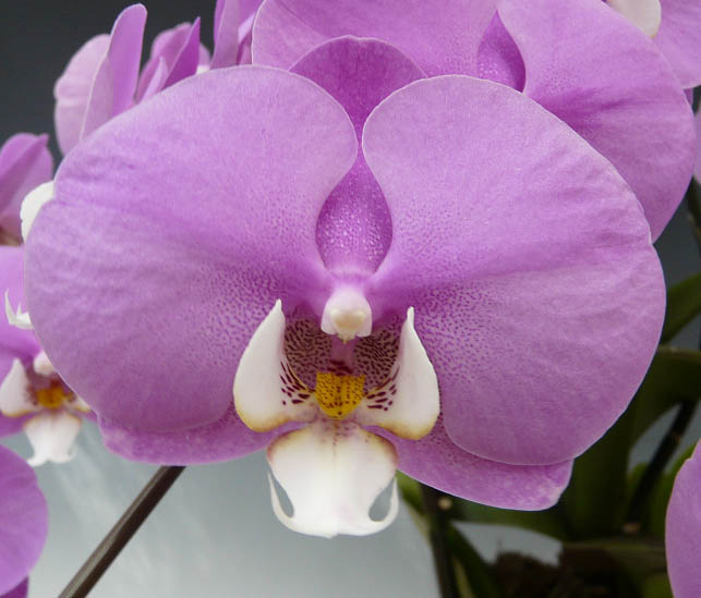 ��ĳ�� ������ ����ȥ쥢 �ۤΤ� �ԥ������å� 3��Ω�� 30�ذʾ�