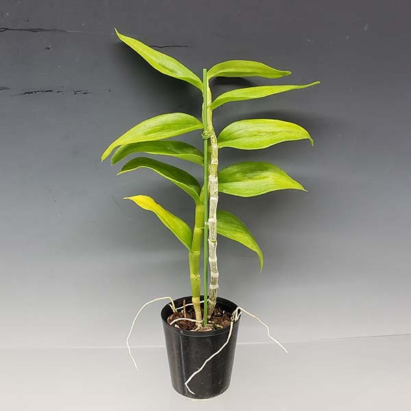 �ڲ֤ʤ����� �ǥ�ɥ��ӥ塼�� �ݥꥢ�󥵥� ����Х� Den.polyanthum var. album (xself) ���� 3��ȭ 40cm ���֥�����(BS)