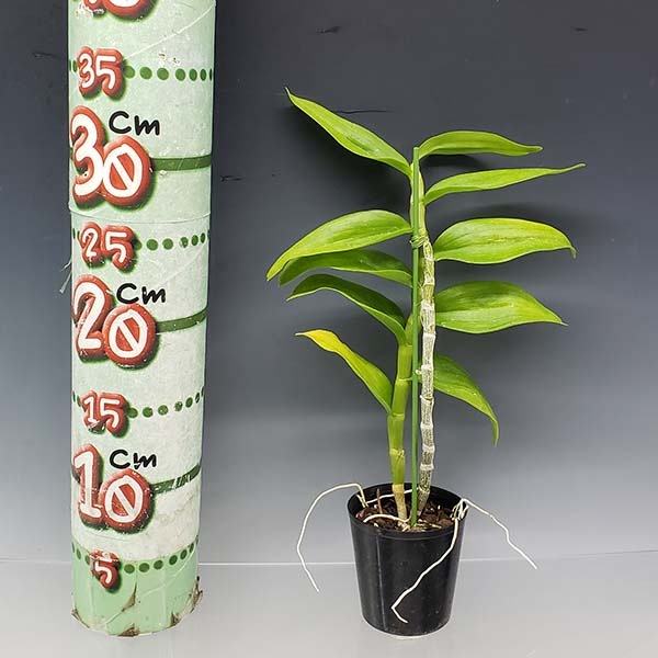 �ڲ֤ʤ����� �ǥ�ɥ��ӥ塼�� �ݥꥢ�󥵥� ����Х� Den.polyanthum var. album (xself) ���� 3��ȭ 40cm ���֥�����(BS)