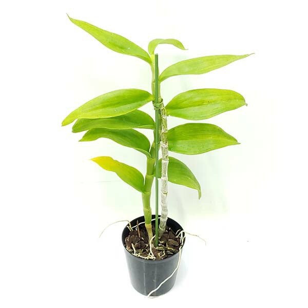 �ڲ֤ʤ����� �ǥ�ɥ��ӥ塼�� �ݥꥢ�󥵥� ����Х� Den.polyanthum var. album (xself) ���� 3��ȭ 40cm ���֥�����(BS)