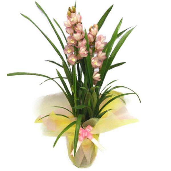 ӥ塼 ԥ ľΩ 2Ω Ѵ