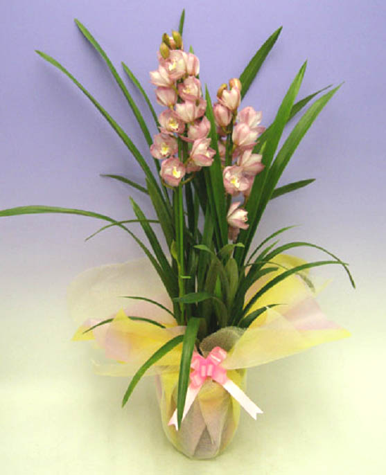 ӥ塼 ԥ ľΩ 2Ω Ѵ