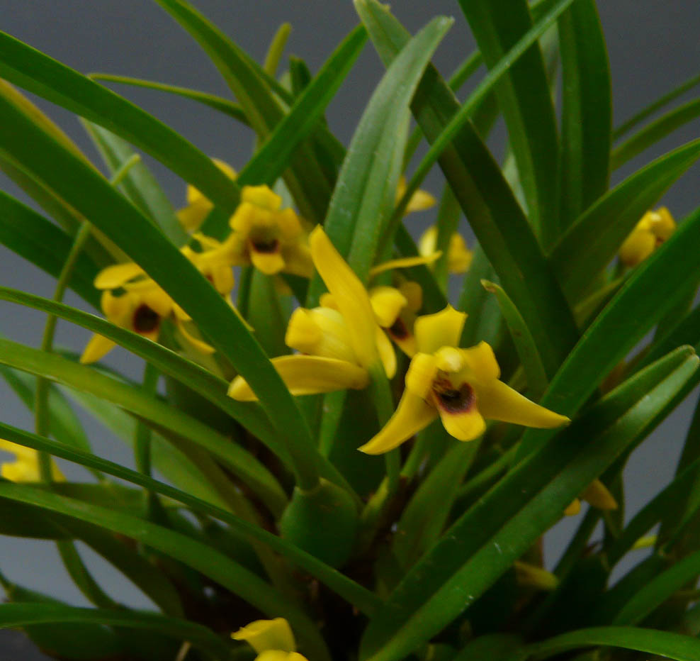 ڲ֤ʤ ޥꥢ Хꥢӥꥹ ƥʥʡ Max.(Molca.)variabilis Nana (Yellow)  2.5ȭ 20cm ֥(BS)