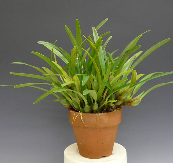 ڲ֤ʤ ޥꥢ Хꥢӥꥹ ƥʥʡ Max.(Molca.)variabilis Nana (Yellow)  2.5ȭ 20cm ֥(BS)