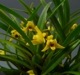 ڲ֤ʤ ޥꥢ Хꥢӥꥹ ƥʥʡ Max.(Molca.)variabilis Nana (Yellow)  2.5ȭ 20cm ֥(BS)