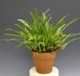 ڲ֤ʤ ޥꥢ Хꥢӥꥹ ƥʥʡ Max.(Molca.)variabilis Nana (Yellow)  2.5ȭ 20cm ֥(BS)