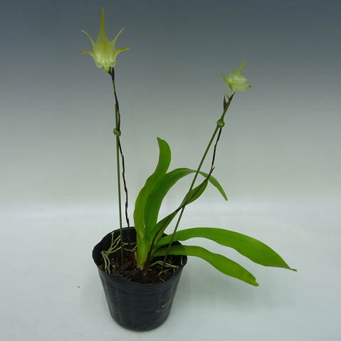 �ڲ֤ʤ����� �����ƥ� �����ǥ��ե��饹 Aerth.grandiflorus ���� 3��ȭ 30cm ���֥�����(BS)