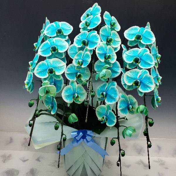 ��ĳ�� ���� �ߥ�󥸥����쥬�� �֥롽���꡼�� ���� 5��Ω��