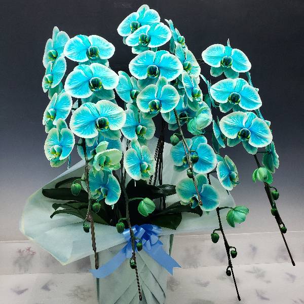 ��ĳ�� ���� �ߥ�󥸥����쥬�� �֥롽���꡼�� ���� 5��Ω��