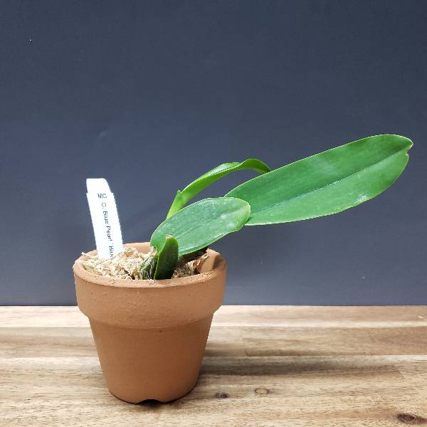 �ڲ֤ʤ����� ���ȥ쥢 �֥롼�ѡ��� �ƥ֥롼�ޥ��å��� C.Blue Pearl ��Blue Magic�� SBM/JOGA ���ۼ� ˧�ᤢ�� 2.5��ȭ 10cm ���֥�����(BS)