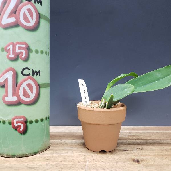 �ڲ֤ʤ����� ���ȥ쥢 �֥롼�ѡ��� �ƥ֥롼�ޥ��å��� C.Blue Pearl ��Blue Magic�� SBM/JOGA ���ۼ� ˧�ᤢ�� 2.5��ȭ 10cm ���֥�����(BS)