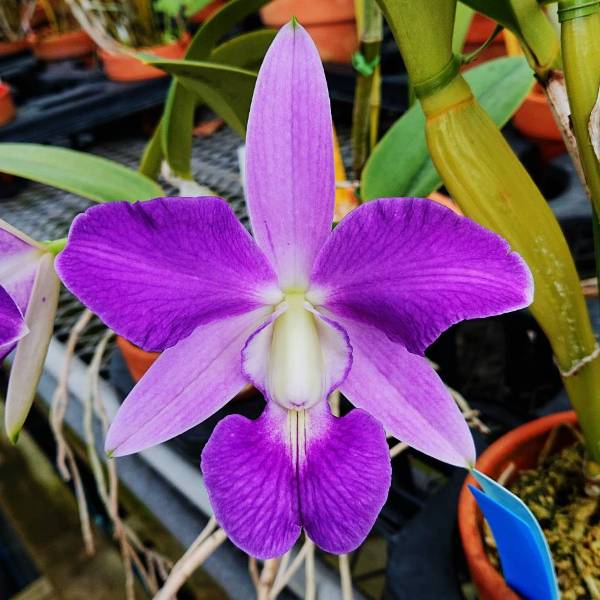 �ڲ֤ʤ����� ���ȥ쥢 �֥롼�ѡ��� �ƥ֥롼�ޥ��å��� C.Blue Pearl ��Blue Magic�� SBM/JOGA ���ۼ� ˧�ᤢ�� 2.5��ȭ 10cm ���֥�����(BS)