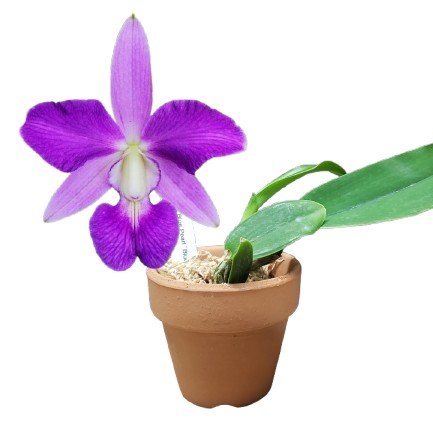 �ڲ֤ʤ����� ���ȥ쥢 �֥롼�ѡ��� �ƥ֥롼�ޥ��å��� C.Blue Pearl ��Blue Magic�� SBM/JOGA ���ۼ� ˧�ᤢ�� 2.5��ȭ 10cm ���֥�����(BS)