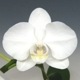 ڲ֤ʤ եΥץ ޥӥꥹ Phal.amabilis  3ȭ 25cm ֥(BS)