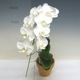 ڲ֤ʤ եΥץ ޥӥꥹ Phal.amabilis  3ȭ 25cm ֥(BS)