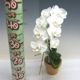 ڲ֤ʤ եΥץ ޥӥꥹ Phal.amabilis  3ȭ 25cm ֥(BS)