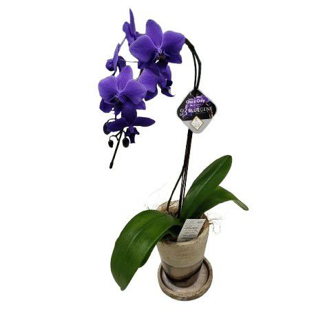 Ȥߴĳ եΥץ ƥ֥롼 Phal. BlueGene 1Ω դ