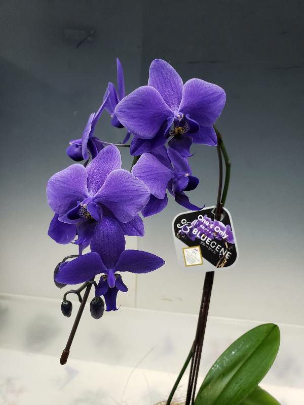 Ȥߴĳ եΥץ ƥ֥롼 Phal. BlueGene 1Ω դ