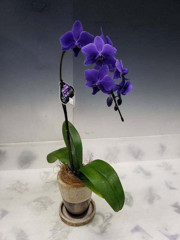 Ȥߴĳ եΥץ ƥ֥롼 Phal. BlueGene 1Ω դ