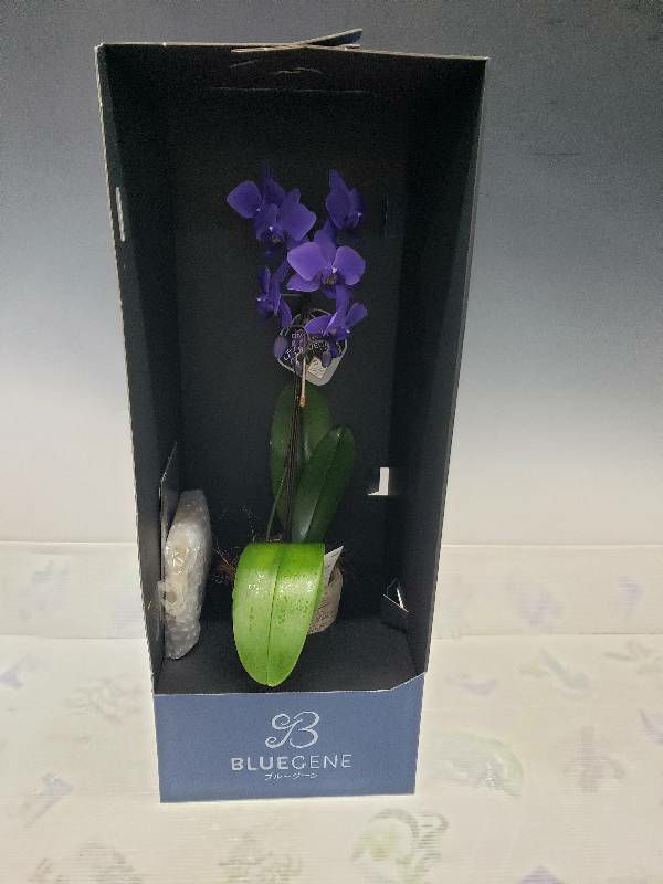 Ȥߴĳ եΥץ ƥ֥롼 Phal. BlueGene 1Ω դ