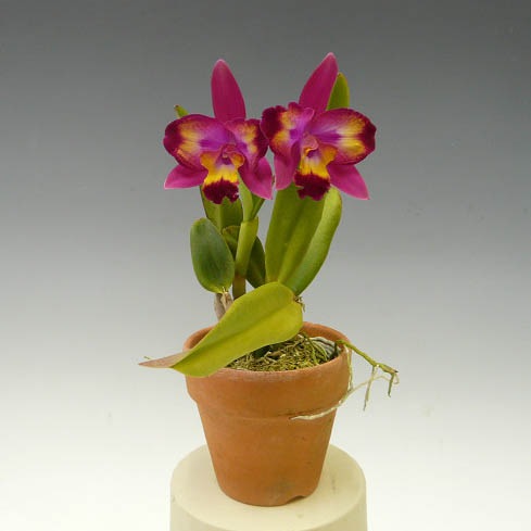 �ڲ֤ʤ����� ���ե����ȥ쥢 �ϥ磻���󥹥ץ�å��� �ƥ쥢�� Sc.Hawaiian Splash ��Lea�� BM/JGP ���ۼ� 3��ȭ 20cm ���֥�����(BS)