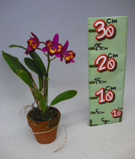 �ڲ֤ʤ����� ���ե����ȥ쥢 �ϥ磻���󥹥ץ�å��� �ƥ쥢�� Sc.Hawaiian Splash ��Lea�� BM/JGP ���ۼ� 3��ȭ 20cm ���֥�����(BS)