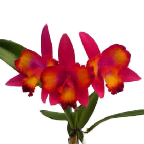 �ڲ֤ʤ����� ���ե����ȥ쥢 �ϥ磻���󥹥ץ�å��� �ƥ쥢�� Sc.Hawaiian Splash ��Lea�� BM/JGP ���ۼ� 3��ȭ 20cm ���֥�����(BS)