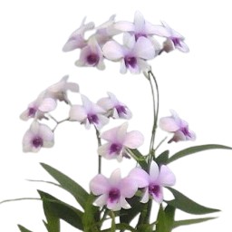 �ڲ֤ʤ����� �ǥ�ɥ��ӥ塼�� �������Х�ӥ�å� Den.Gloval Village ���ۼ� 2.5��ȭ 20cm ���֥�����(BS)