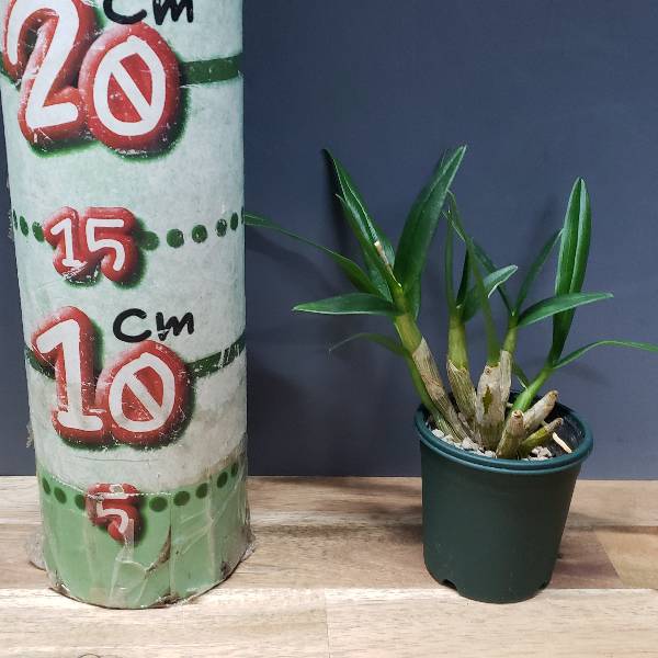 �ڲ֤ʤ����� �ǥ�ɥ��ӥ塼�� �������Х�ӥ�å� Den.Gloval Village ���ۼ� 2.5��ȭ 20cm ���֥�����(BS)