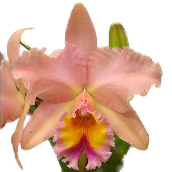 花なし株】 リンコレリオカトレア ジョージキング 'セレンディピティー