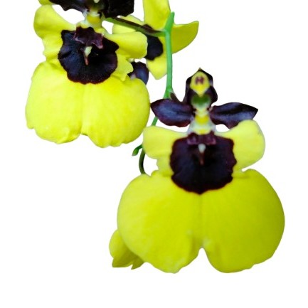 �ڲ֤ʤ����� ���᥶ ��ȥ�ѥ�� Gom (Onc.)Little Panda ���ۼ� 2.5��ȭ 10cm ���֥�����(BS)
