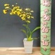 �ڲ֤ʤ����� ���᥶ ��ȥ�ѥ�� Gom (Onc.)Little Panda ���ۼ� 2.5��ȭ 10cm ���֥�����(BS)