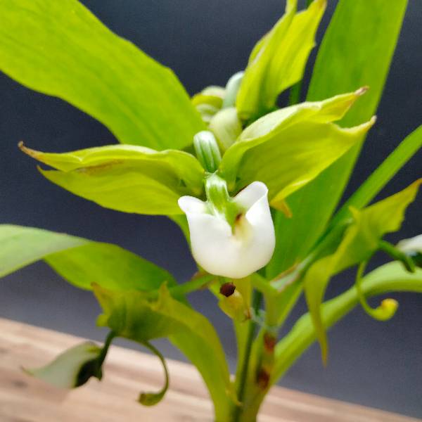 �ڲ֤ʤ����� �����Υ����� �졼�ޥ�ˡ� Cyc.lehmannii (��SVO�� x (�ơ�1��x��#2��)) ���� ˧�ᤢ�� 3��ȭ 35cm ���֥�����(BS)