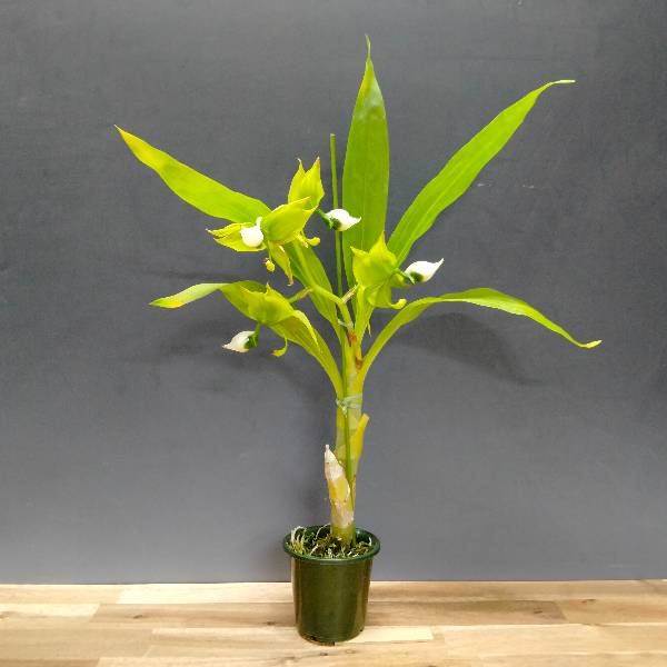 �ڲ֤ʤ����� �����Υ����� �졼�ޥ�ˡ� Cyc.lehmannii (��SVO�� x (�ơ�1��x��#2��)) ���� ˧�ᤢ�� 3��ȭ 35cm ���֥�����(BS)