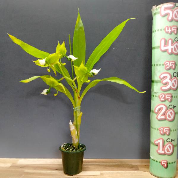 �ڲ֤ʤ����� �����Υ����� �졼�ޥ�ˡ� Cyc.lehmannii (��SVO�� x (�ơ�1��x��#2��)) ���� ˧�ᤢ�� 3��ȭ 35cm ���֥�����(BS)