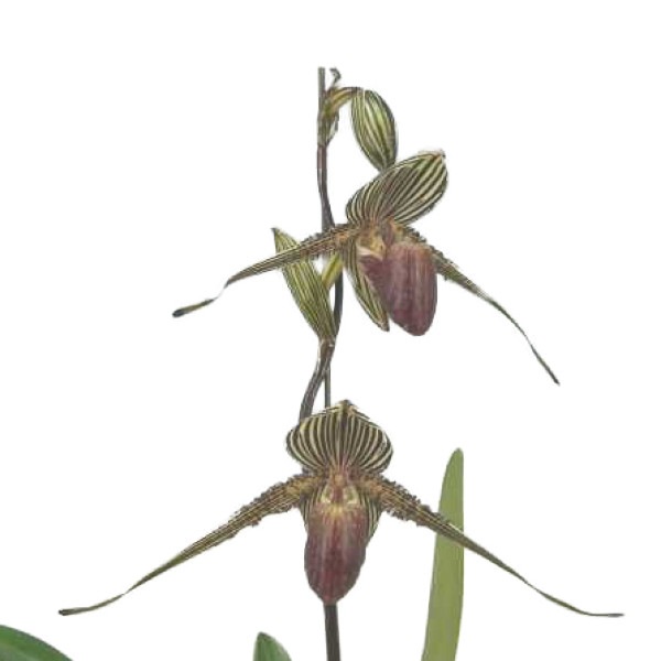 �ڲ֤ʤ����� �ѥե����ڥǥ���� �������㥤��ǥ����ʥ� Paph.rothschildianum ���� 5��ȭ 30cm ���֥�����(BS)