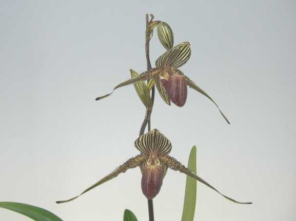 �ڲ֤ʤ����� �ѥե����ڥǥ���� �������㥤��ǥ����ʥ� Paph.rothschildianum ���� 5��ȭ 30cm ���֥�����(BS)